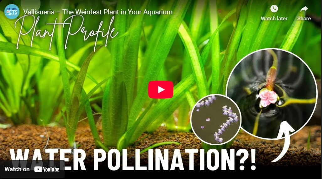 Vallisneria | Care Guide, Tips, Propagation & Flowering
