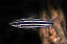 Leporinus striatus
