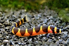 Thai Giant Kuhli Loach