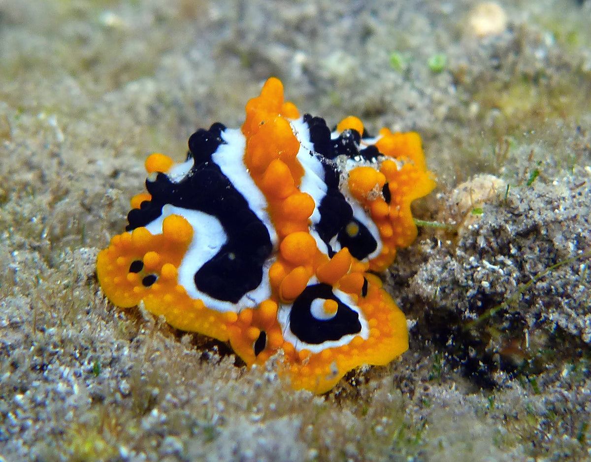 Tri-colour Knobbly Nudibranch – Nature Aquariums