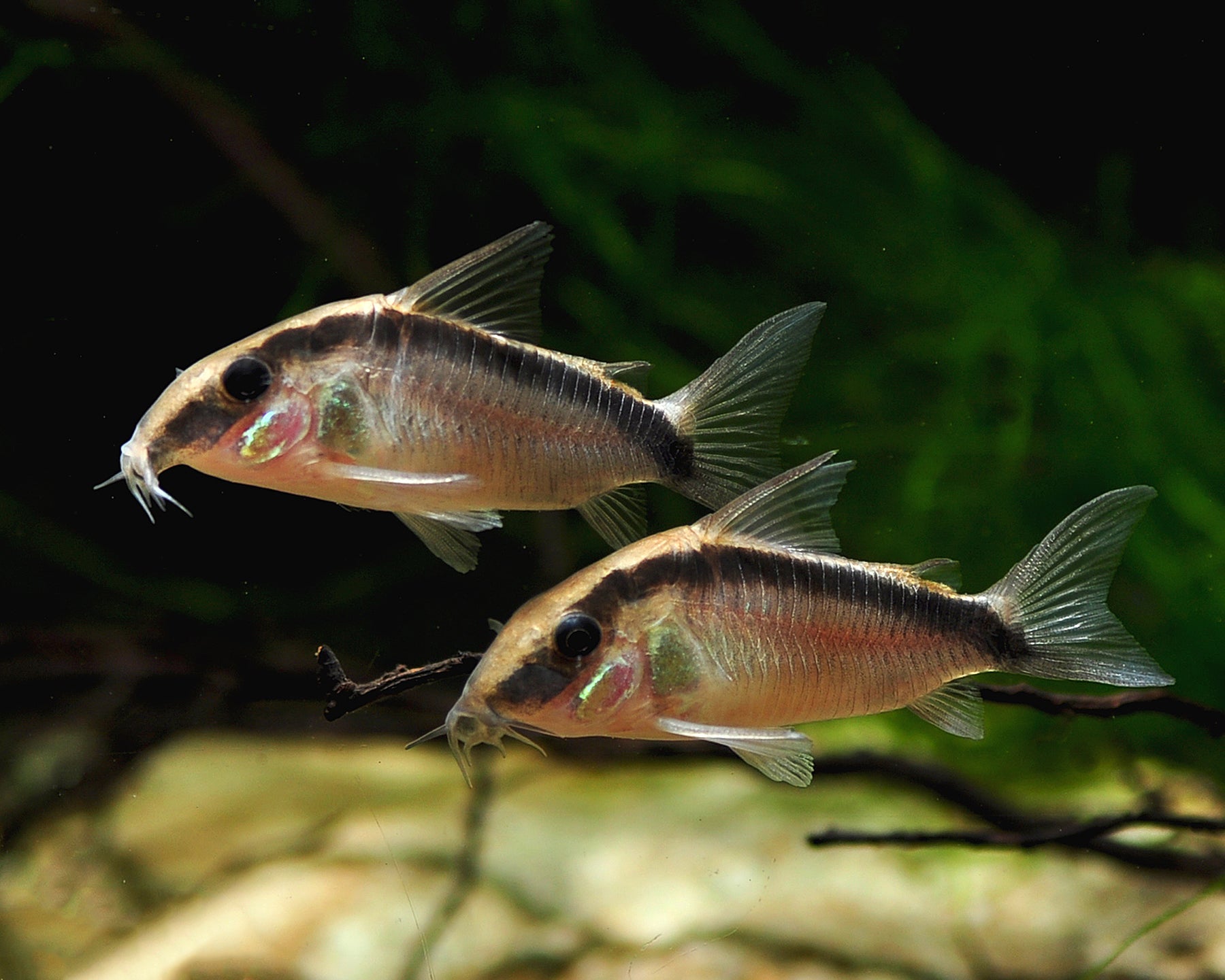 Corydoras arcuatus - Skunk Corydora