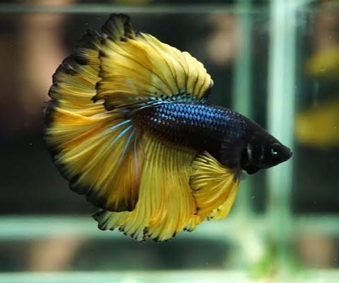 Halfmoon Mustard Gas Male Betta