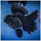 Black Tancho Oranda 10cm
