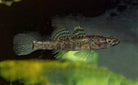 Flathead Gudgeon