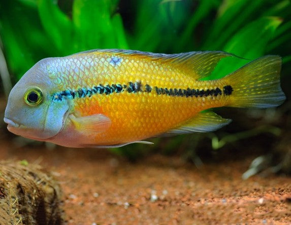 Nicaraguan parrot cichlid