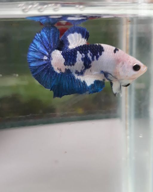 Male Betta Blue Panda