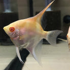 Red Eye Albino Angel 3.5cm