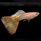 Platinum Tiger Dumbo Guppy Pair