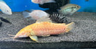 XL Albino Hoplo Catfish