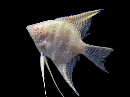 Albino Peru Altum Angelfish
