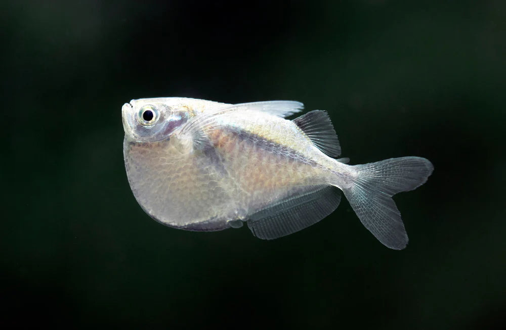 Albino Silver Hatchetfish 2cm