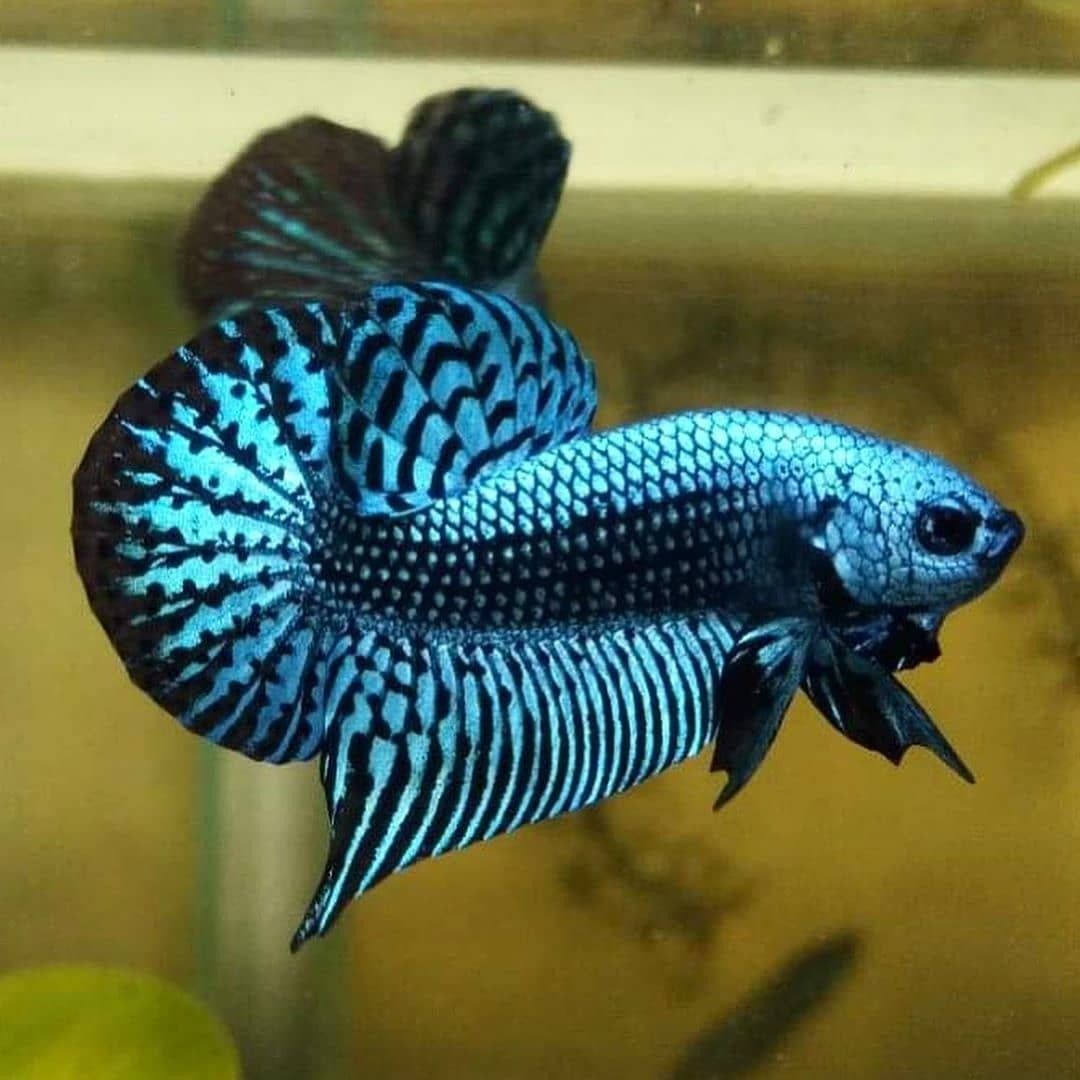 Alien Betta