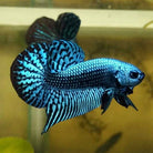 Alien Betta