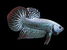 Male Betta Alien