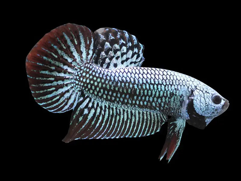 Male Betta Alien
