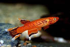 Lyretail Killifish