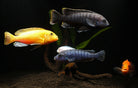 Assorted Mbuna Cichlid