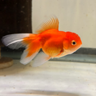 Assorted Oranda 5cm