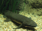Australian Lung Fish 10cm
