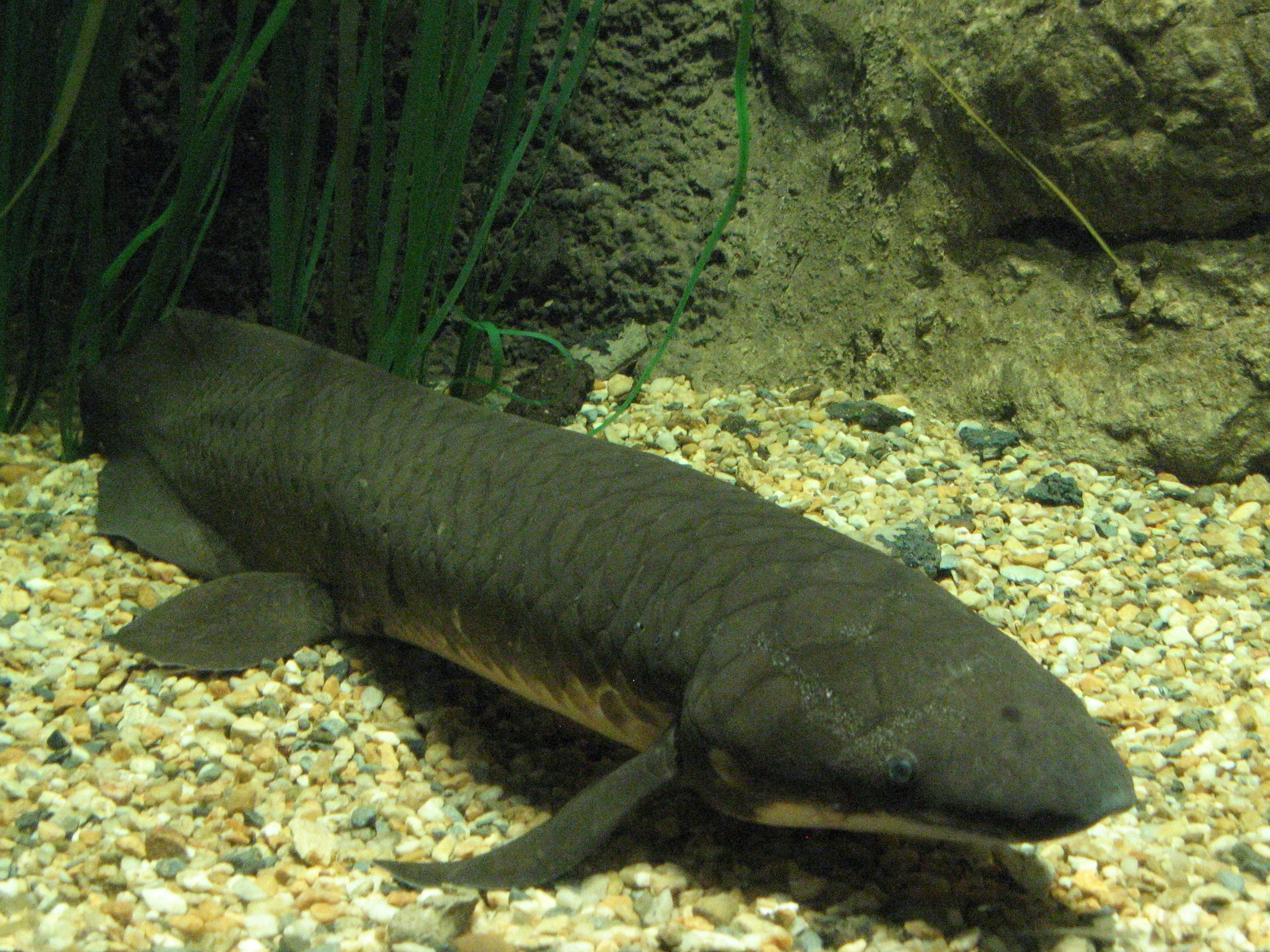 Australian Lung Fish 10cm