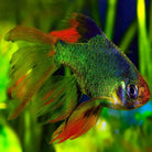 Longfin Mossy Green Tiger Barb