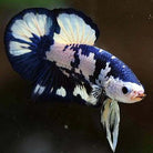 Male Betta Blue Marble