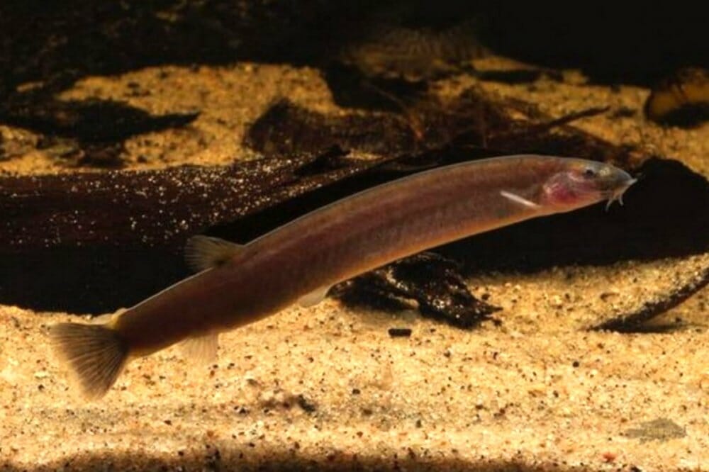 Spotback Mountain Loach