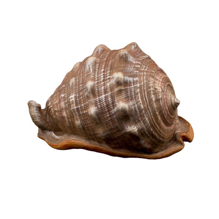 Bioscape King Helmut Shell 16cm – Nature Aquariums