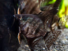 Black Zebra Angelfish 3.5cm