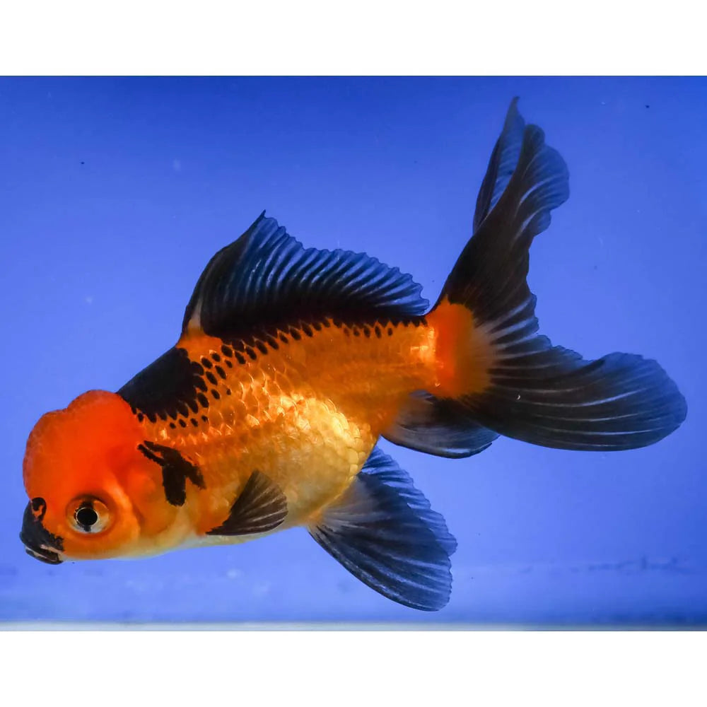 Bicolour Oranda 10cm