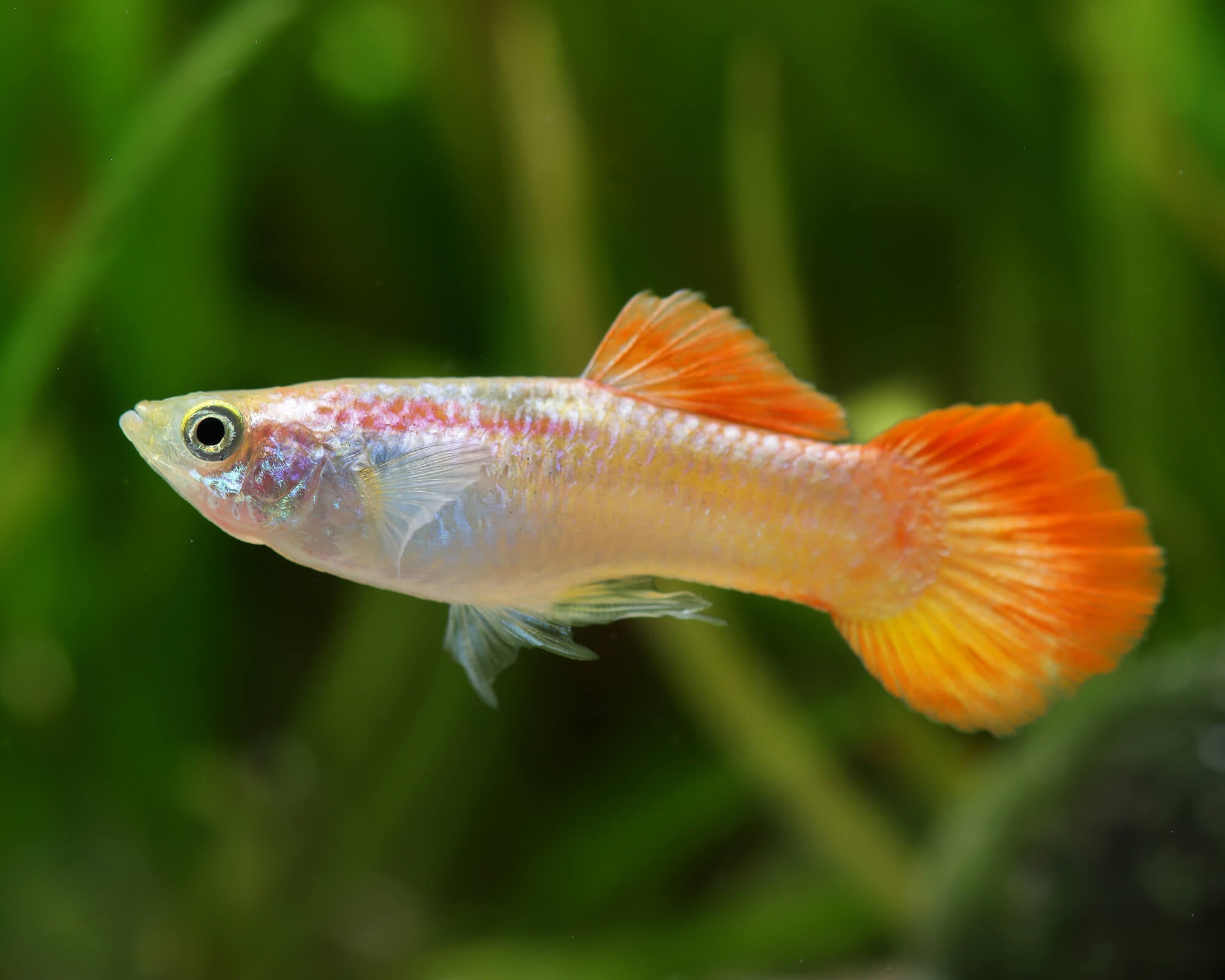 Blond Cobra Male Guppy