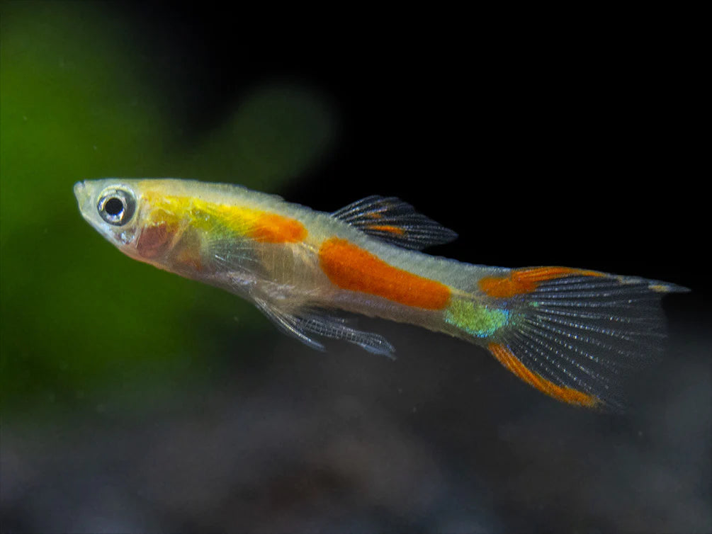 Blonde Endler Male