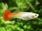 Blonde Red Guppy Female