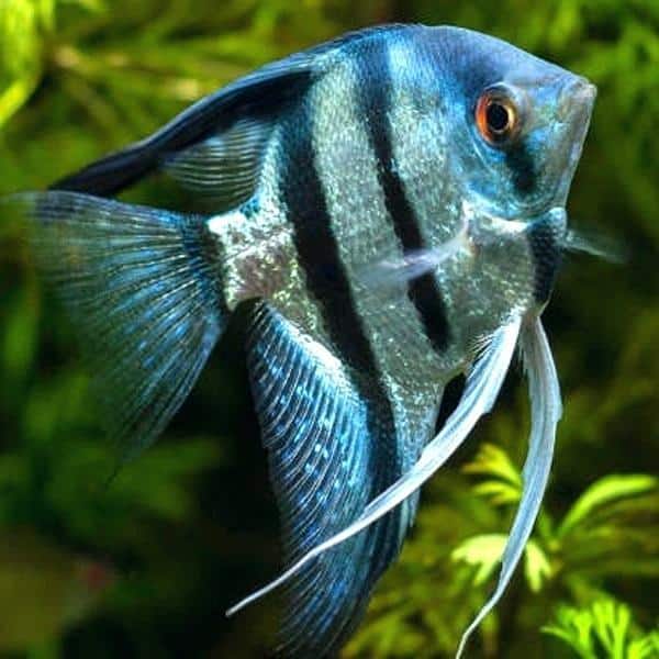 Blue Pinoy Angelfish 5cm