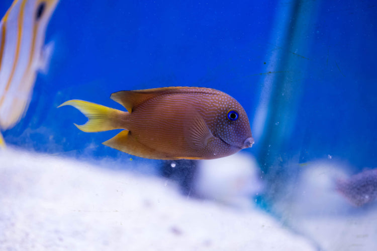 Bristletooth Tang Small 5-7cm – Nature Aquariums