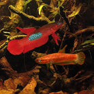 Wild Betta Brownorium Pair