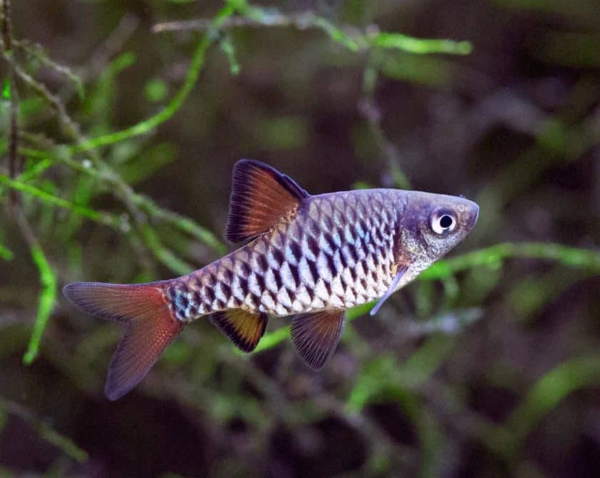 Checkered Barb
