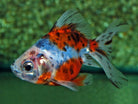 Calico Fantail 9cm