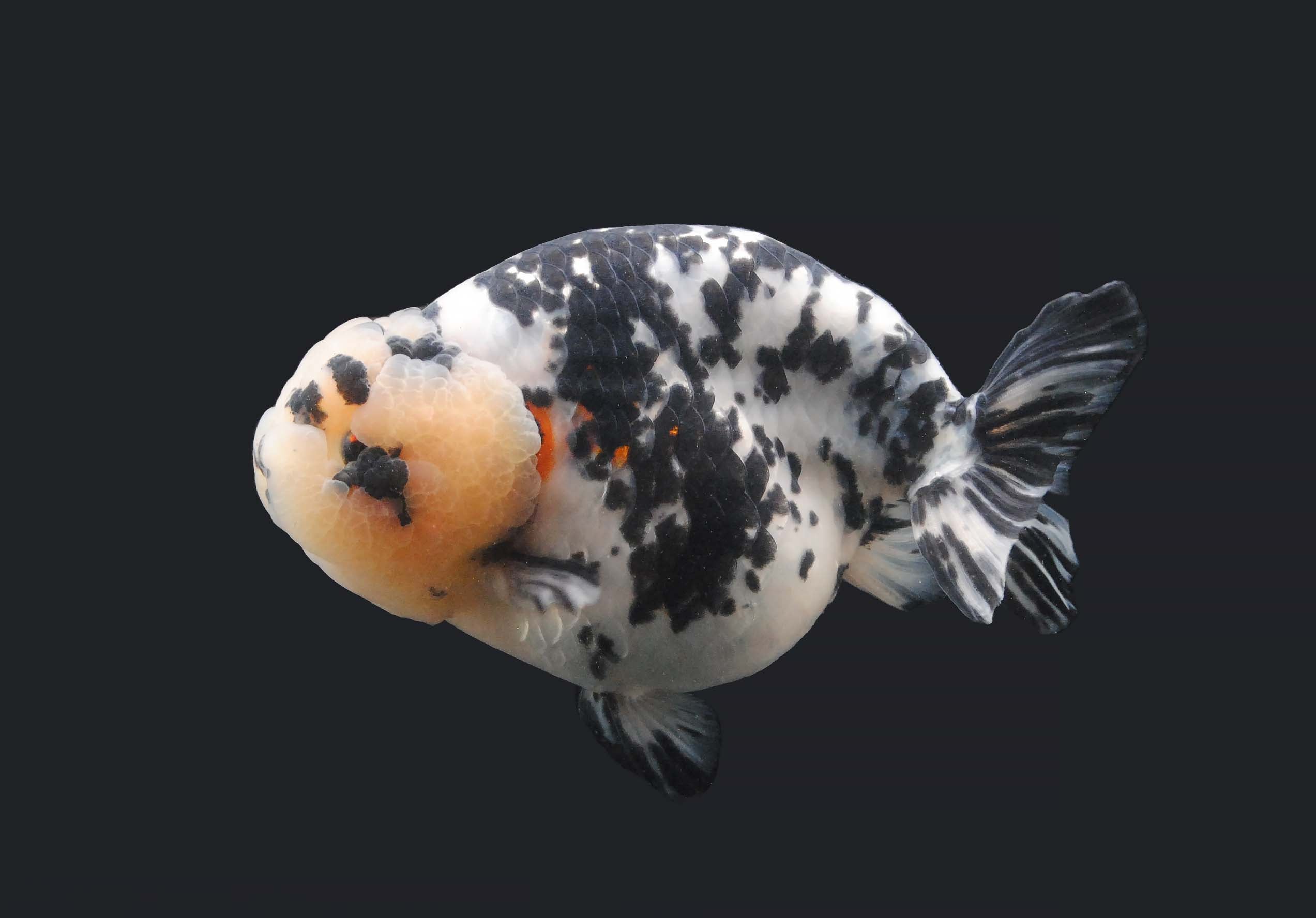 Calico Ranchu 5cm