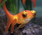 Celestial Eye Goldfish 7cm