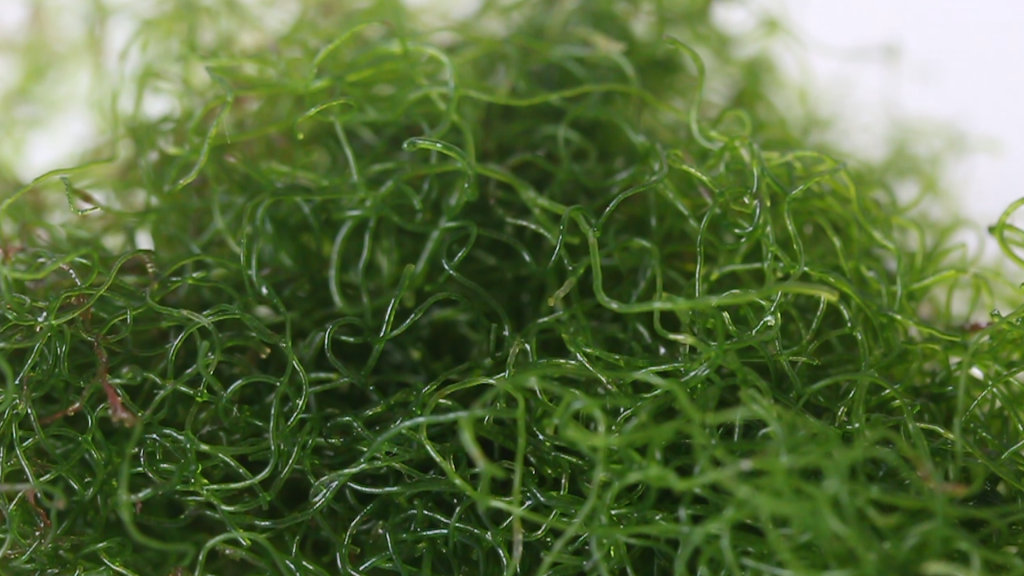 Shop Live Chaetomorpha Algae Chaeto Macroalgae – Nature Aquariums