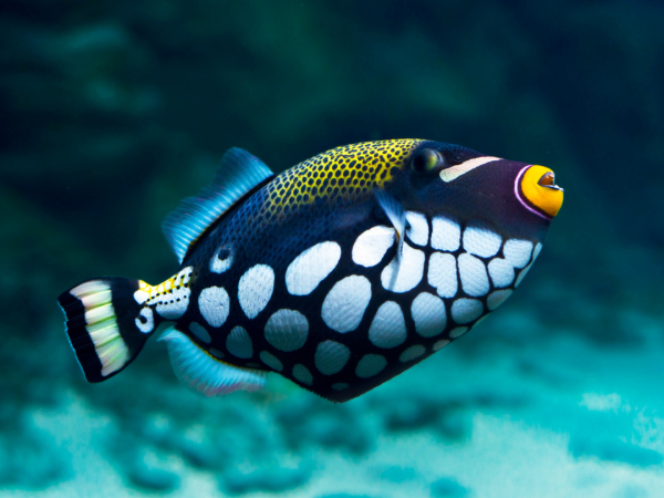 Clown Triggerfish – Nature Aquariums