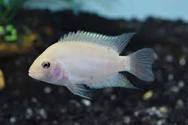 Convict Cichlid 3cm