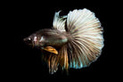 HalfMoon Dragon Betta Male