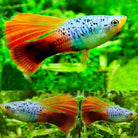 Blue Hi Fin Reef Platy