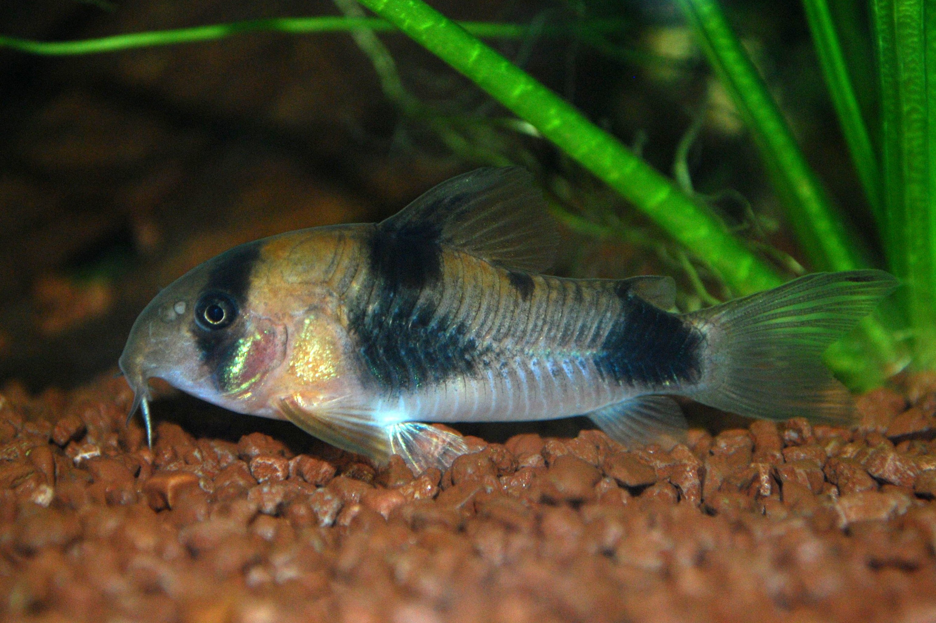 Corydora weitzmani