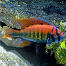Crimson Tide Cichlid