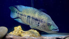 Dovii Wolf Cichlid