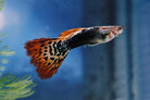 Dragon Male Guppy