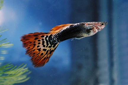 Dragon Male Guppy